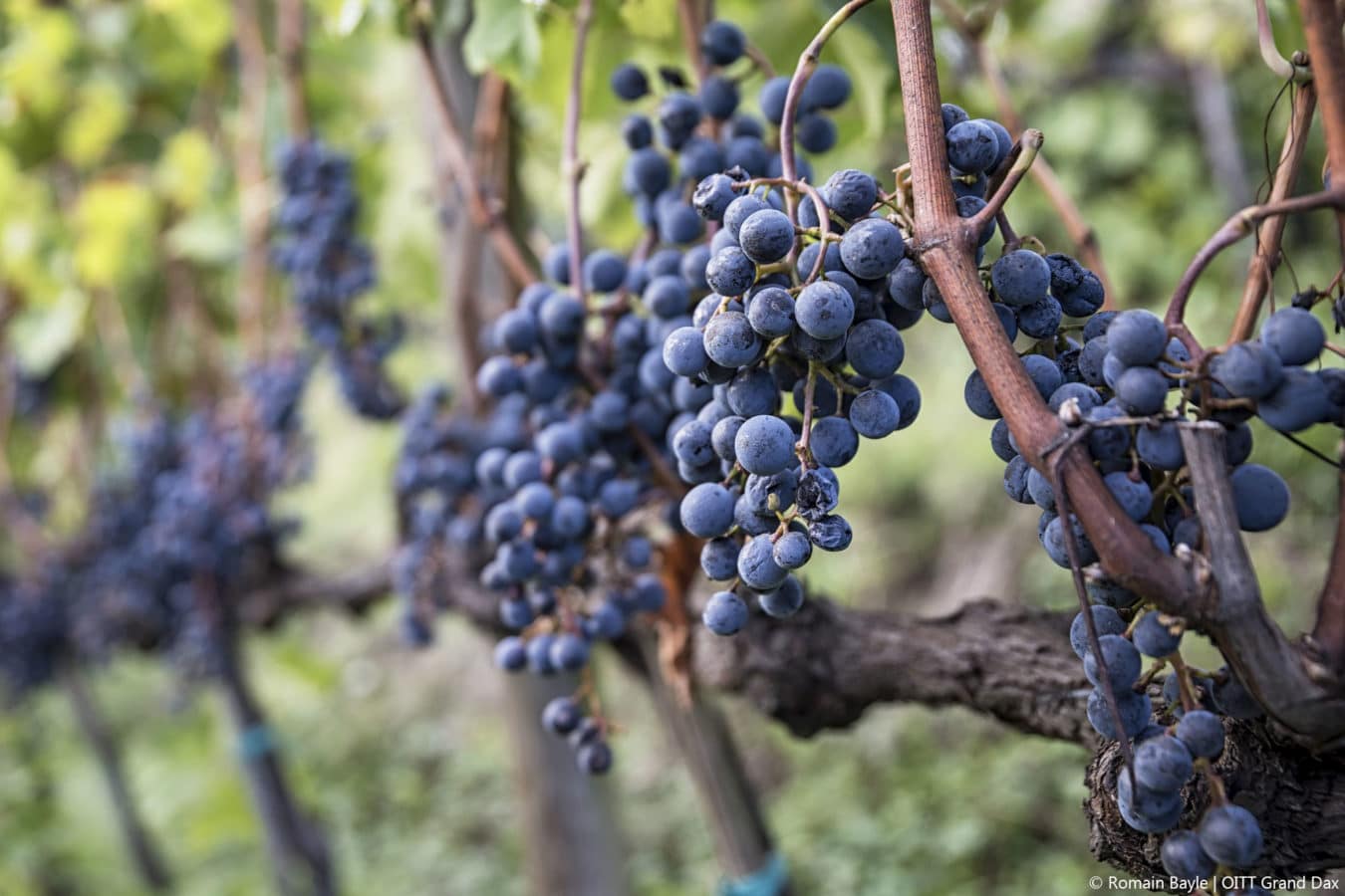 Vignes © Romain Bayle