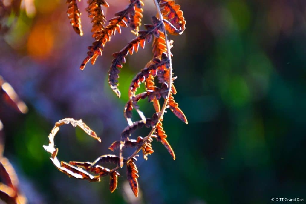 Capturer l'automne au cœur des tourbières de Mées.